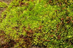 Tortula muralis muralis