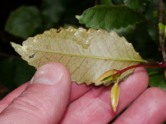 Pterophylla racemosa
