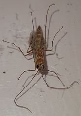 Ophion obscuratus