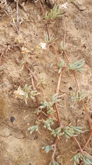 Lampranthus sociorum