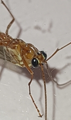 Ophion obscuratus