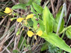 Aneilema aequinoctiale