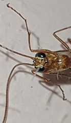 Ophion obscuratus