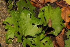 Tussilago farfara