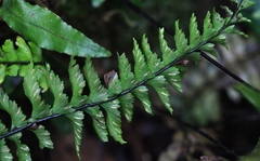 Hymenasplenium pubirhizoma