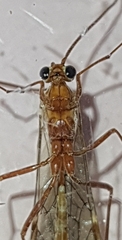 Ophion obscuratus