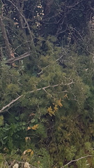 Asparagus retrofractus