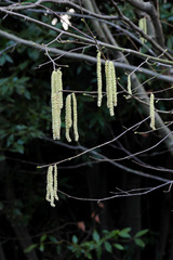 Corylus avellana