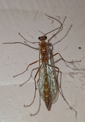 Ophion obscuratus