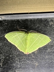 Urolitha bipunctifera