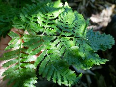 Pteris tremula