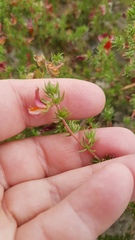 Aspalathus retroflexa bicolor