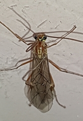 Ophion obscuratus