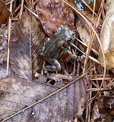 Anaxyrus terrestris