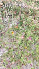 Aspalathus retroflexa bicolor