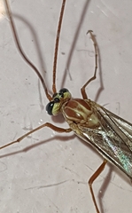 Ophion obscuratus