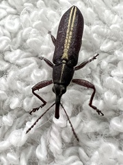 Rhinotia