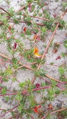 Aspalathus retroflexa bicolor