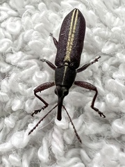 Rhinotia