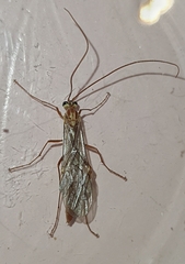 Ophion obscuratus