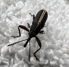 Rhinotia
