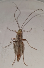 Ophion obscuratus