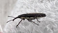 Rhinotia