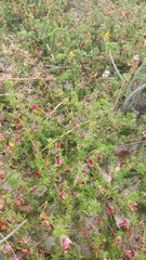 Aspalathus retroflexa bicolor