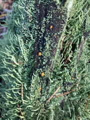 Cladonia macilenta