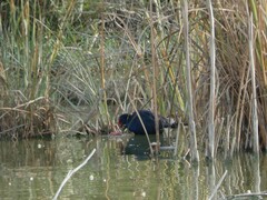 Porphyrio porphyrio