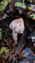 Inocybe