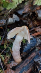 Inocybe