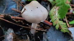 Inocybe
