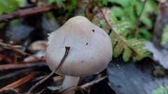 Inocybe