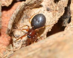 Trachelidae