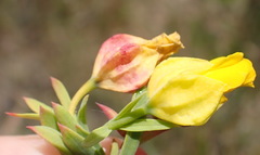 Hermannia aff-denudata