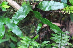Leptochilus wrightii