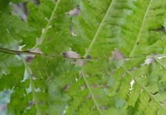 Pteris tremula