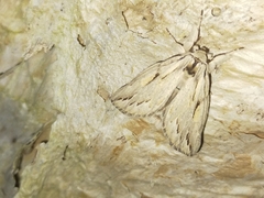 Ecnomodes sagittaria