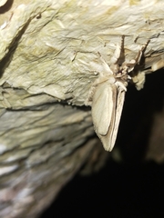 Ecnomodes sagittaria