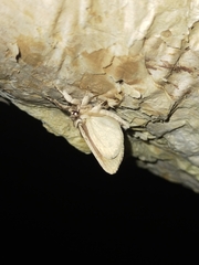 Ecnomodes sagittaria