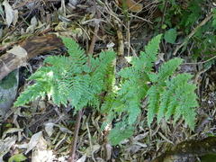 Pteris tremula