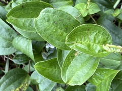Smilax anceps