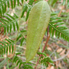 Smilax glyciphylla