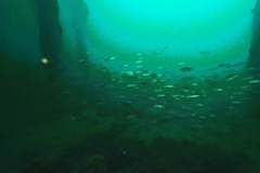 Trachurus novaezelandiae