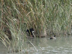 Porphyrio porphyrio