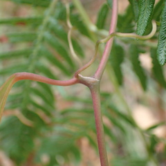 Smilax glyciphylla
