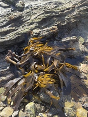 Eisenia arborea