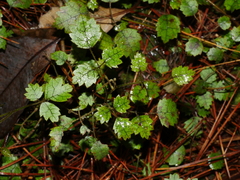 Rubus australis