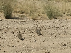 Pterocles namaqua